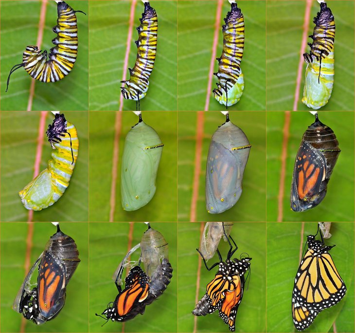 Butterfly Hatching