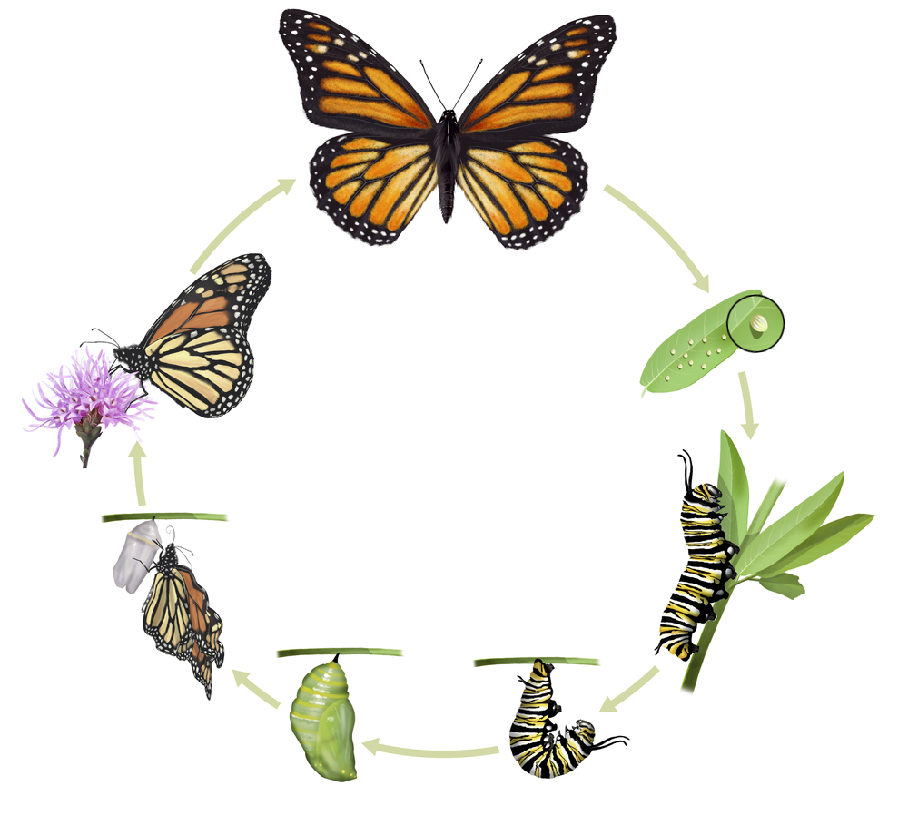 Label Life Cycle Of Butterfly