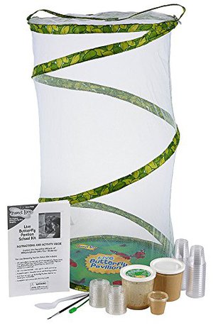 Insect Lore Classroom Butterfly School Kit