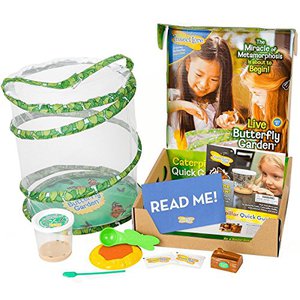 Insect Lore Deluxe Butterfly Garden