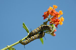 Monarch Butterfly Caterpillar