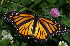 Monarch Butterfly Facts