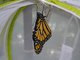 Monarch Butterfly Kit