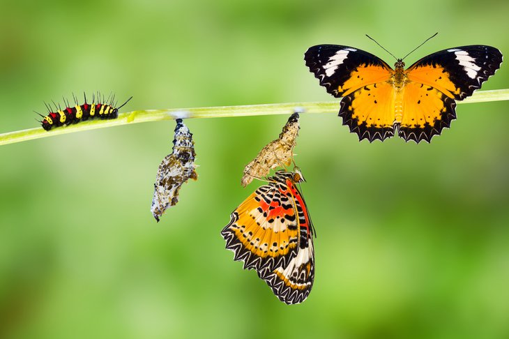 Compare the Life Span of a Monarch Butterfly to Other Insects