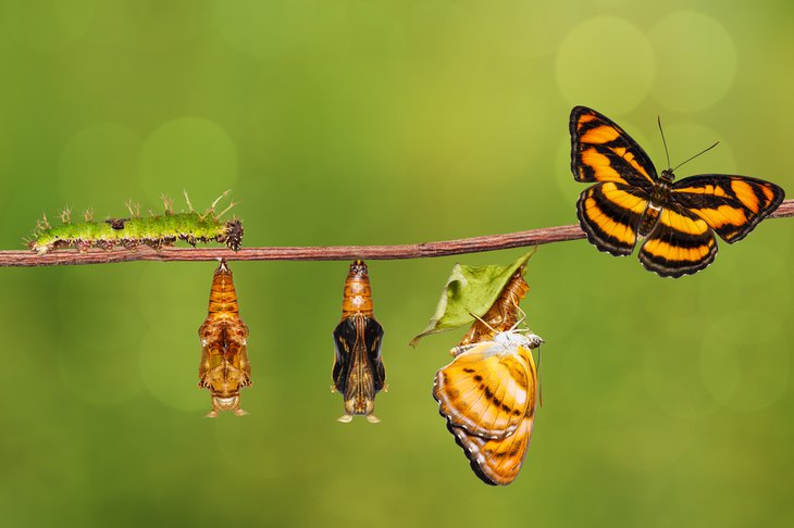 Monarch Butterfly Lifespan