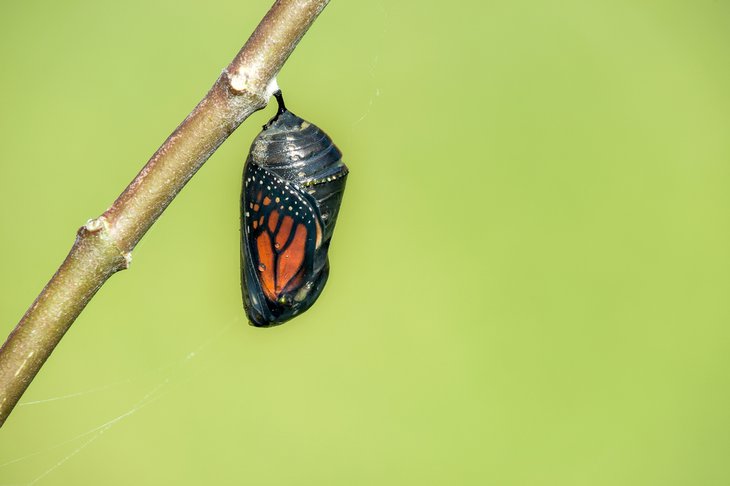 Monarch Chrysalis