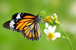 Monarch Food - Nectar