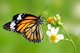 Monarch Food - Nectar
