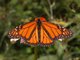 Poisonous Monarch Butterfly