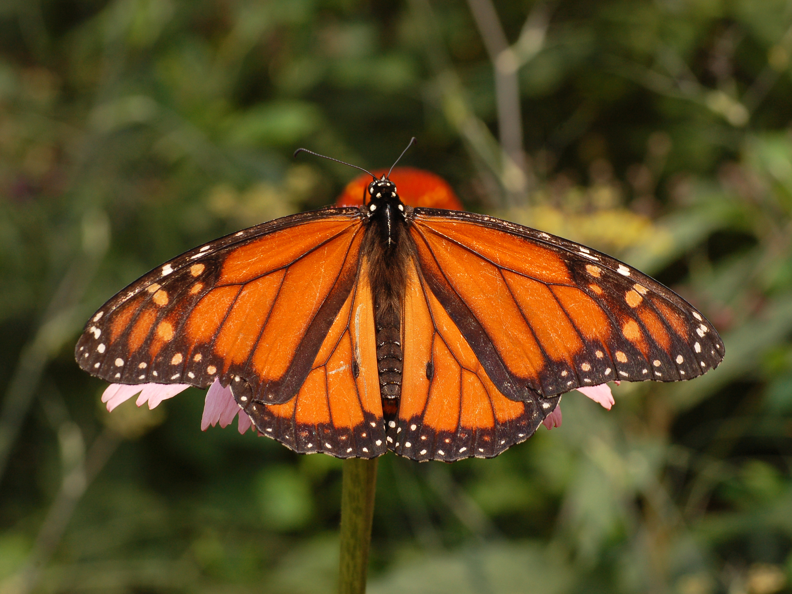 poisonous butterflies